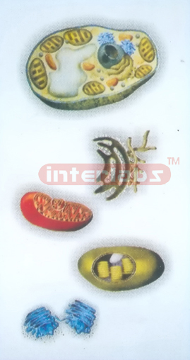 HANGING PLANT CELL ORGANELLES MODEL